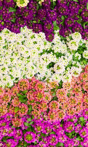 Алиссум МОРЕ АРОМАТОВ