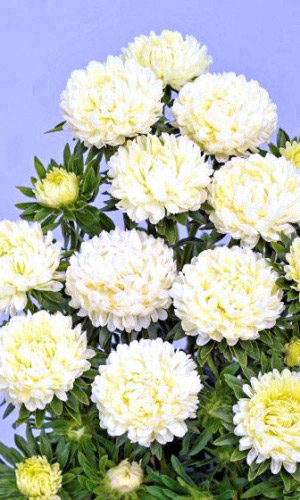 Астра ДЮШЕС БЕЛАЯ