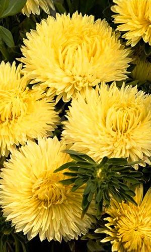 Астра МАРШ АВИАТОРОВ ЖЁЛТЫЙ