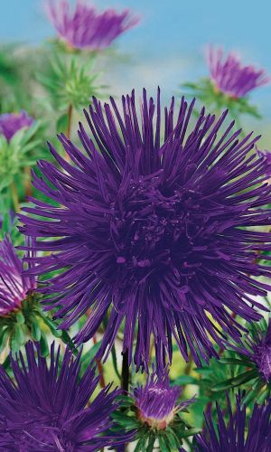 Астра НОЧНАЯ ЗВЕЗДА