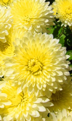 Астра ЖЁЛТЫЙ КОВЁР