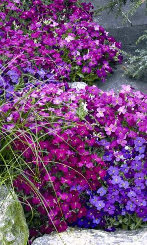 Аубреция (обриетта) СМЕСЬ ОКРАСОК