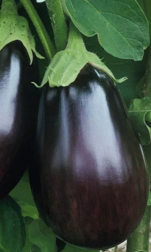 Баклажан АЛЬБАТРОС