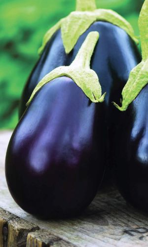 Баклажан БАРДОВСКИЙ ФЕСТИВАЛЬ F1