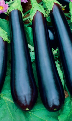 Баклажан ЧЁРНАЯ ПАНТЕРА