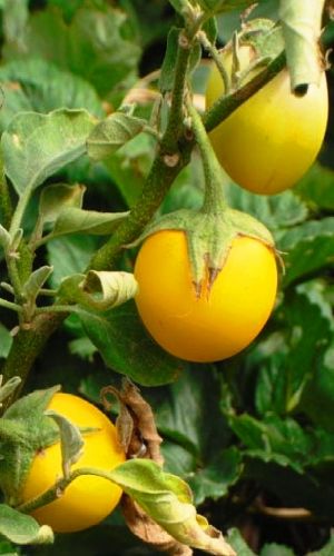 Баклажан комнатный ЗОЛОТОЕ ЯЙЦО