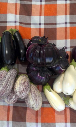 Баклажан СМЕСЬ СУПЕРРАННИХ СОРТОВ