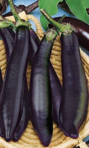 Баклажан УРАЛЬСКИЙ ЭКСПРЕСС