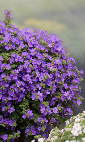 Бакопа ГОЛУБАЯ ВЕРШИНА