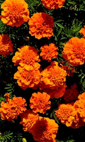 Бархатцы КУПИДОН ОРАНЖЕВЫЙ