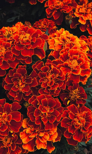 Бархатцы ПАНТЕР