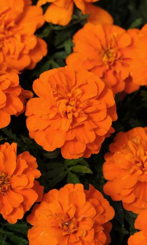 Бархатцы СОЧНЫЙ ЦИТРУС