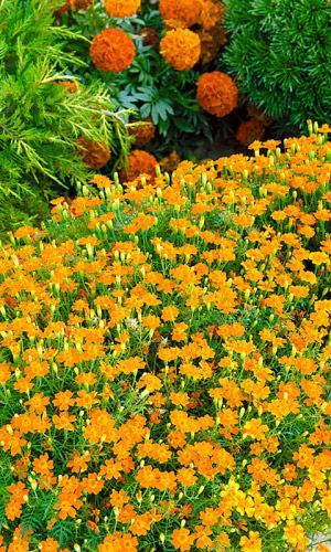 Бархатцы ОРАНЖЕВЫЙ САМОЦВЕТ