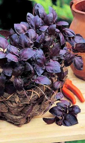 Базилик СТАРЫЙ ЕРЕВАН