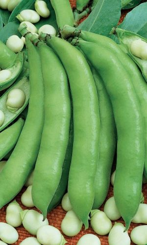 Бобы САХАРНЫЕ УСТА