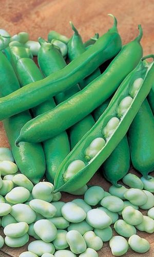 Бобы РУССКИЕ ЧЁРНЫЕ