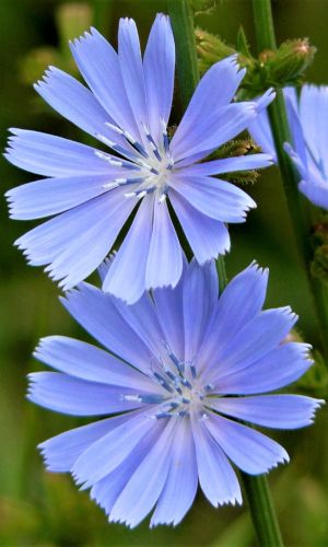 Цикорий корневой ПЕТРОВСКИЙ