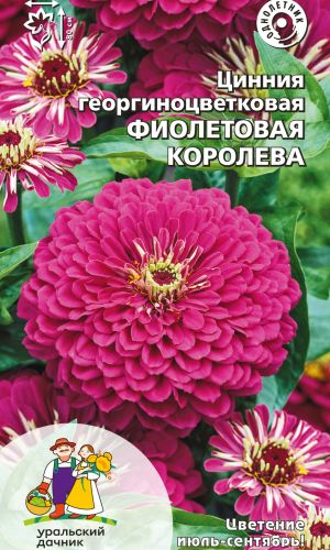 Цинния ФИОЛЕТОВАЯ КОРОЛЕВА георгиноцветковая