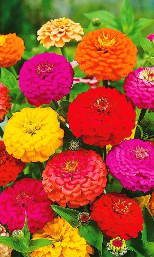 Цинния ПУМИЛА