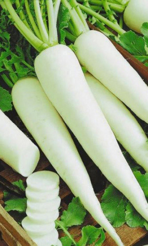 Дайкон КЛЫК СЛОНА