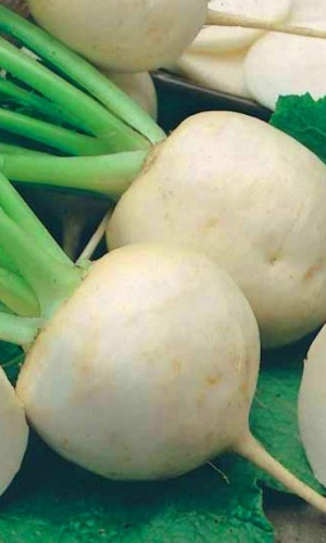 Дайкон САША