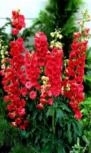 Дельфиниум КРАСНЫЙ