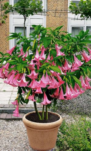 Дурман РОЗОВЫЙ ТУМАН