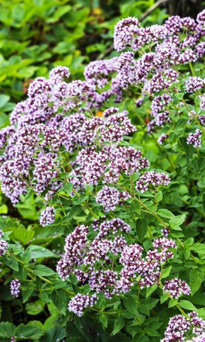 Душица СЕВЕРНОЕ СИЯНИЕ &mdash; Больше известна как орегано! Хороша и в чай, и в маринады!