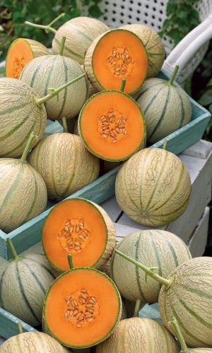 Дыня КАНТАЛУПА АПЕЛЬСИН F1