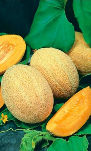 Дыня ЛАДА (большой пакет)