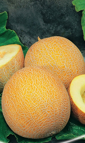 Дыня УСЛАДА