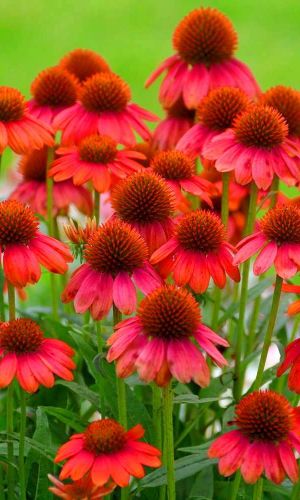 Эхинацея КРАСНЫЙ ЗОНТИК