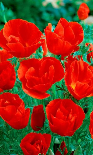 Эшшольция АЛЕНЬКИЙ ЦВЕТОЧЕК