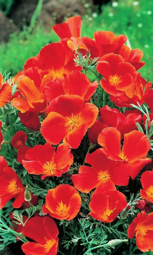 Эшшольция КРАСНЫЙ ВОЖДЬ