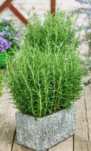 Эстрагон (тархун) ДРАКОНЬЯ ТРАВА