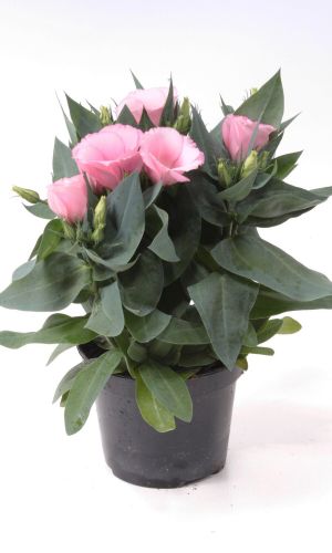 Эустома махровая АВС ДИП РОУЗ