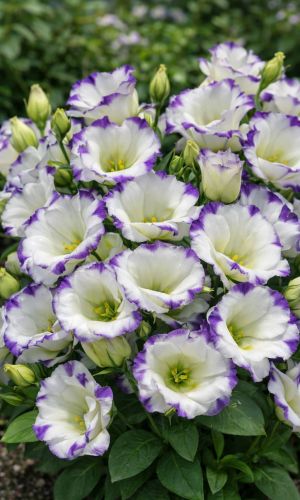 Эустома САПФИР БЛЮ ЧИП