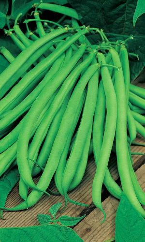 Фасоль БОНА