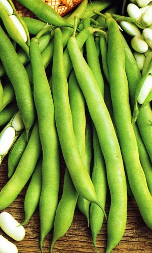 Фасоль МОСКОВСКАЯ БЕЛАЯ ЗЕЛЁНОСТРУЧКОВАЯ 556