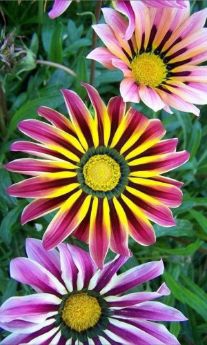 Газания САДОВАЯ ЗВЕЗДА