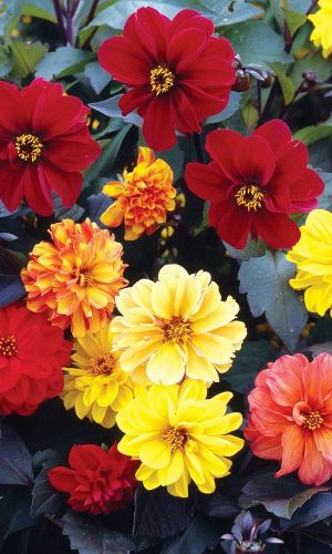 Георгина БРАЙД