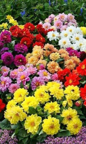 Георгина ЛУННАЯ РАДУГА