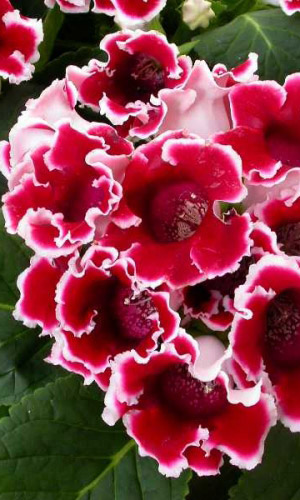 Глоксиния императрица КРАСНАЯ ПИКОТИ