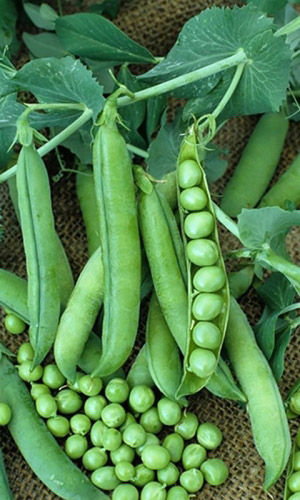 Горох ХАВСКИЙ ЖЕМЧУГ