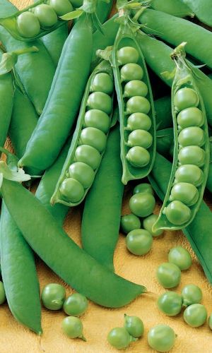 Горох САХАРНЫЙ 2