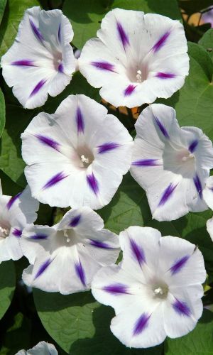 Ипомея СТРЕЛЫ АМУРА