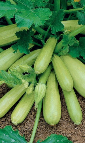 Кабачок КОРНИШОННЫЙ