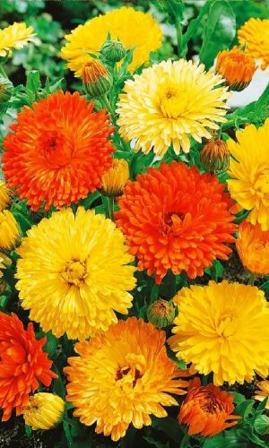 Календула ЧАРОДЕЙКА