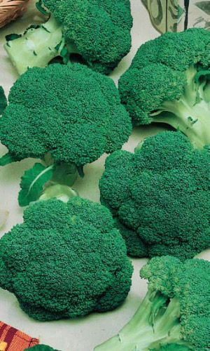 Капуста брокколи ТОНУС