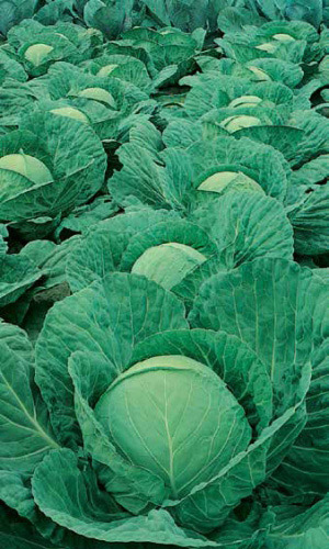 Капуста ЧУДО НА РЕКОРД F1